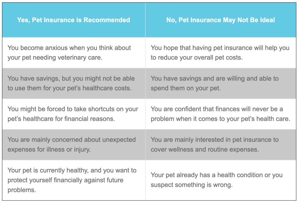 What Should I Know Before Buying Pet Insurance