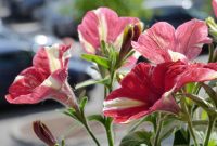 Understanding The Effects Of Dehydration On Health
