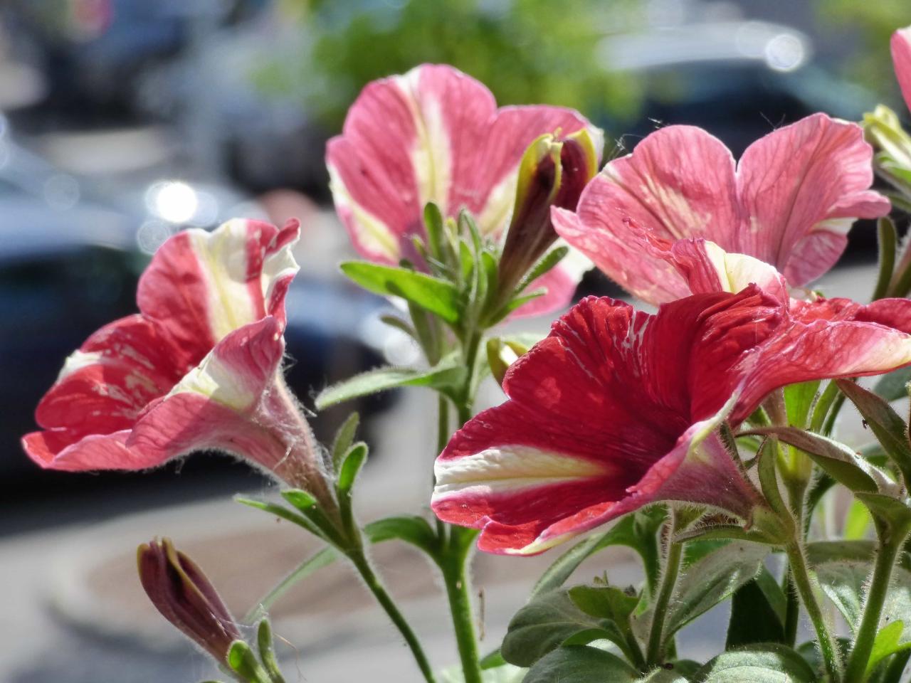 Understanding The Effects Of Dehydration On Health