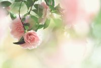 11月に咲いている花の写真 | 季節・月ごとの花の写真一覧 | GANREF How To Improve Mobile Gaming Performance