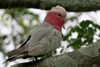 Galah | The Animal Facts | Appearance, Habitat, Diet, Behavior, Breeding What Are The Key Features Of Successful Marketplaces